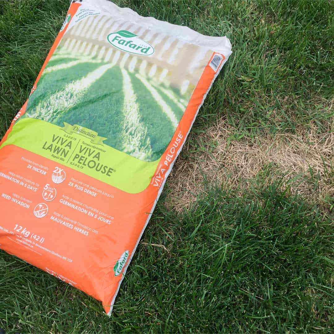 Découvrez les étapes à suivre pour semer votre pelouse