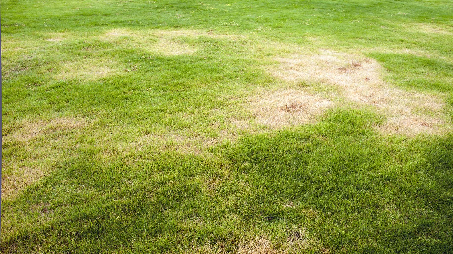 6 easy steps to repair damaged lawns Scotts Fafard