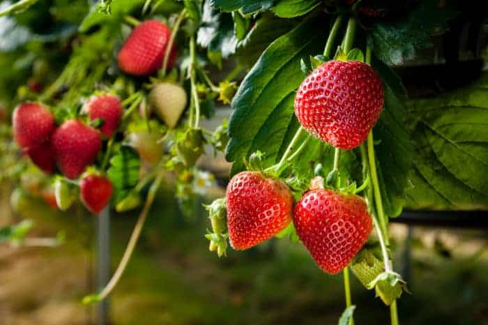 strawberries