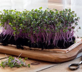 salad