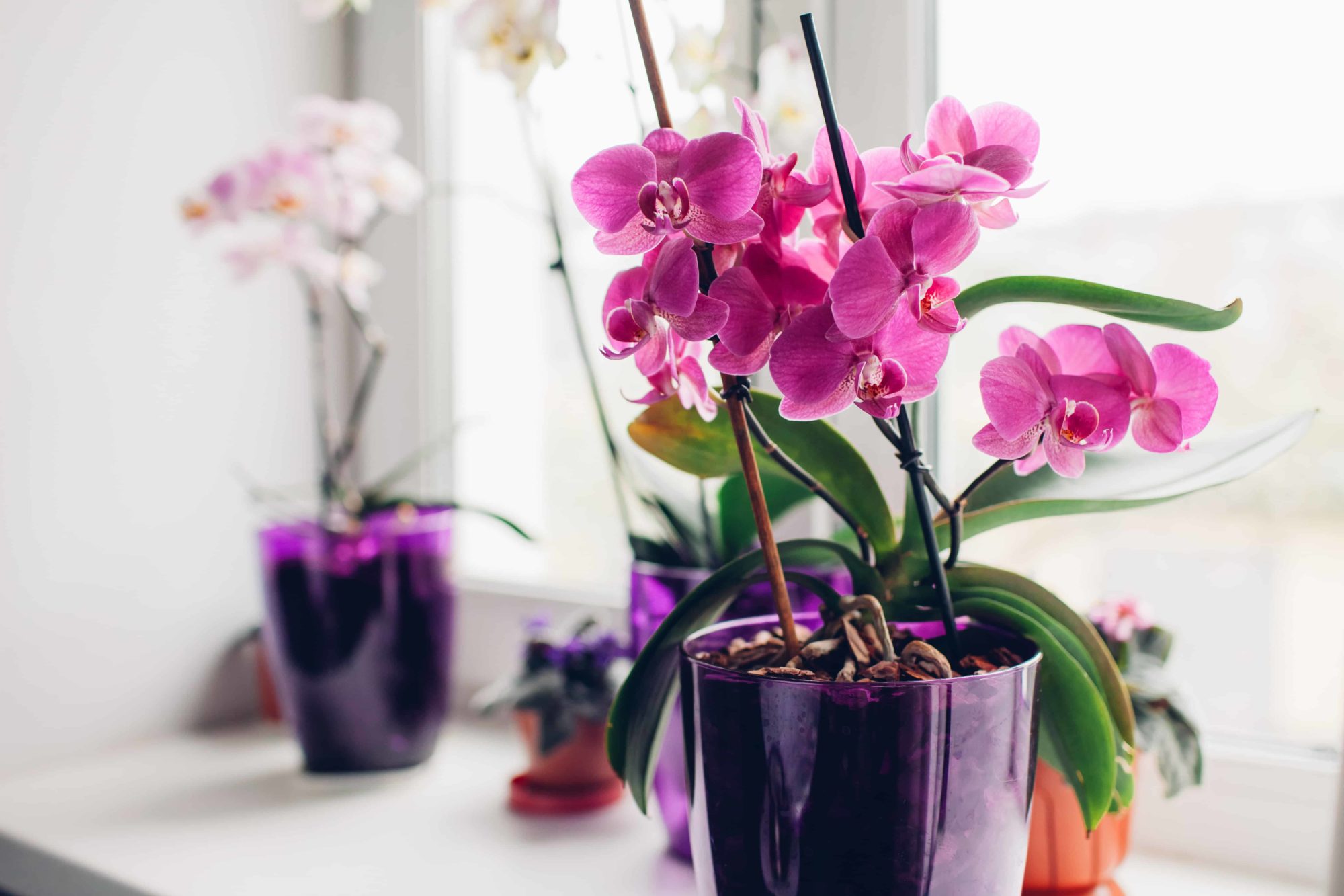Comment choisir les pots des orchidées ? Journal des éditions Ulmer