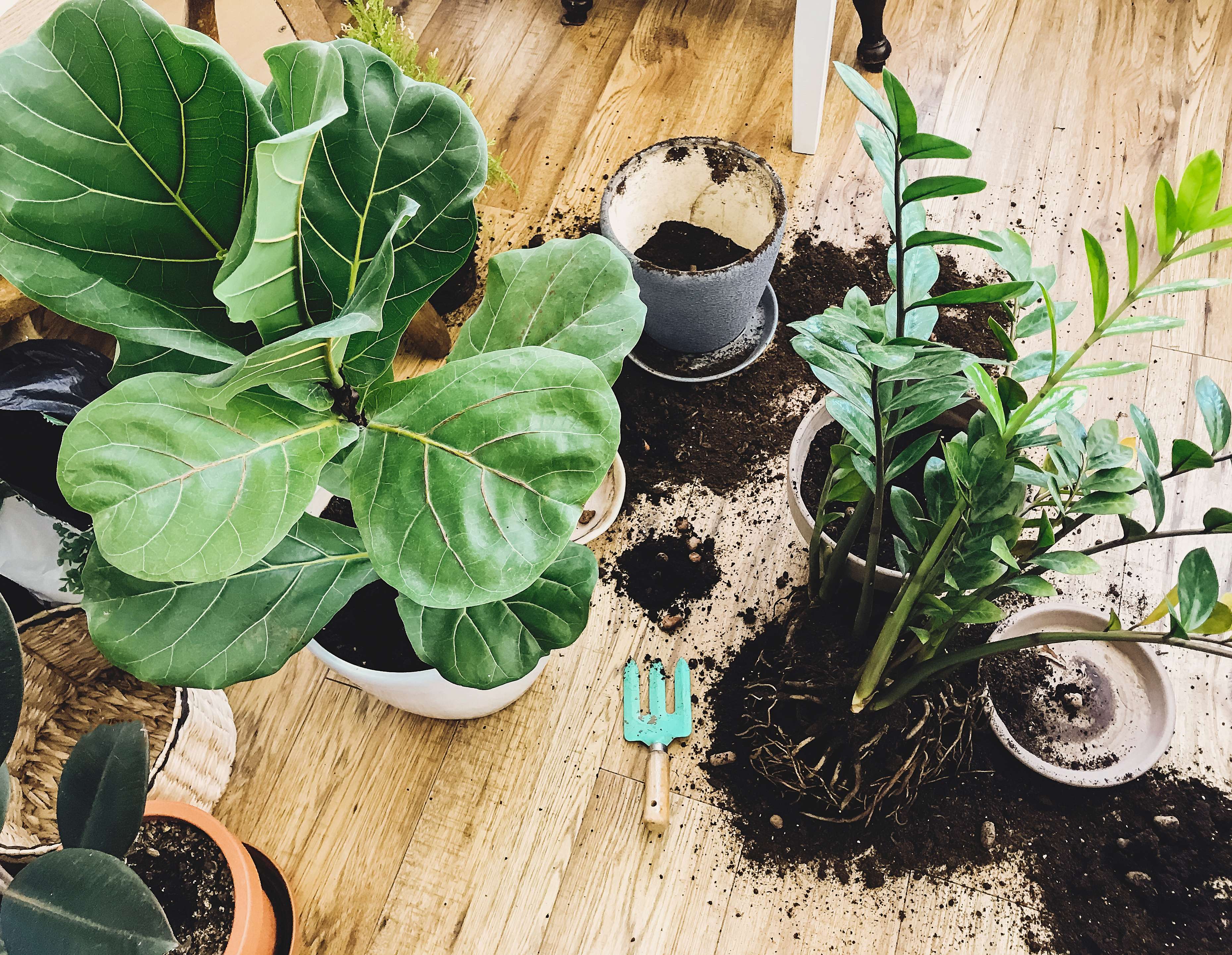 How to repot your houseplants