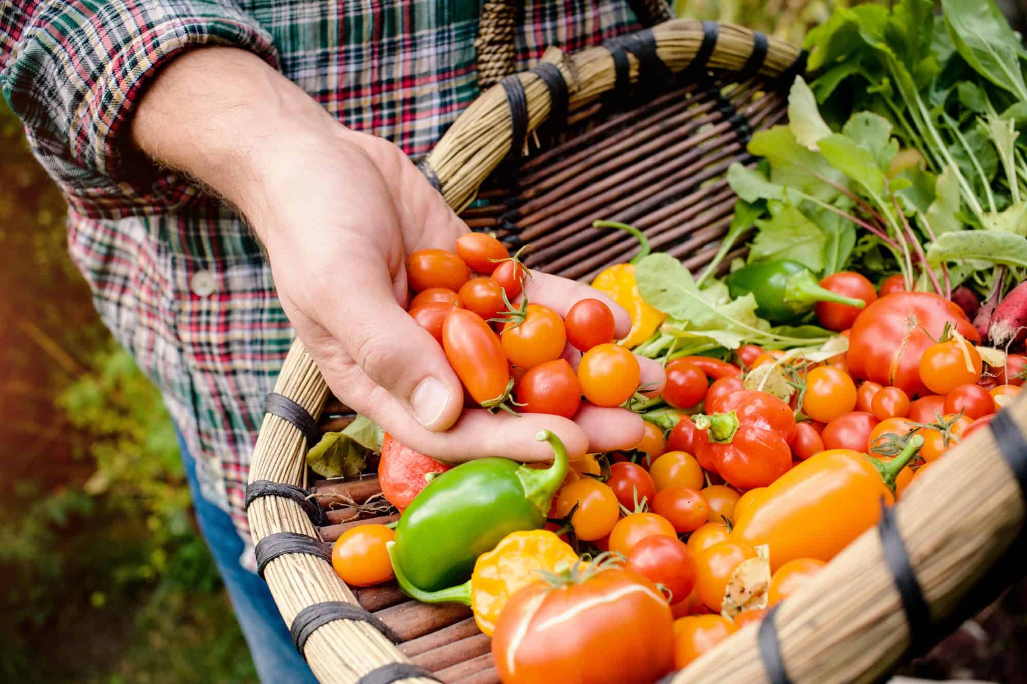 How to plant vegetables and fine herbs in the ground Scotts Fafard