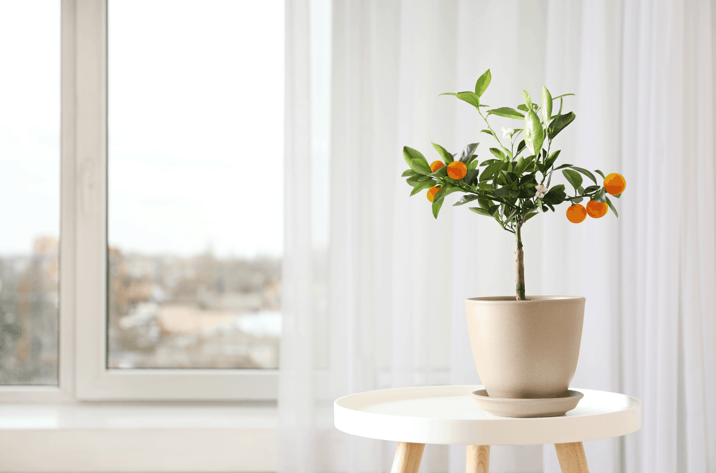 Citronnier en pot : tout ce qu'il faut savoir pour bien le cultiver et  l'entretenir