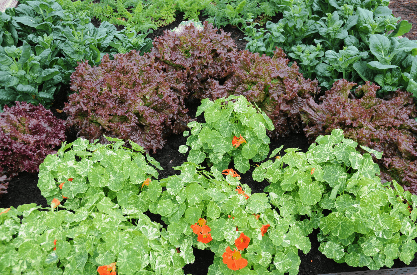 COMPANION PLANTING IN THE VEGETABLE GARDEN: WHAT IS IT ...