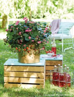 12 Best Fruits and Berries for Patio Containers — Empress of Dirt