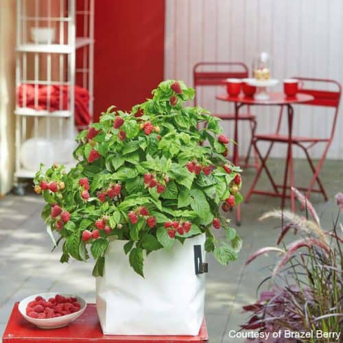 The best berries to grow in pots