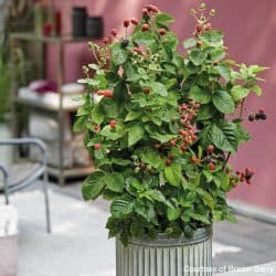 12 Best Fruits and Berries for Patio Containers — Empress of Dirt