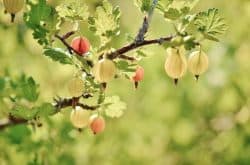 Small fruits in pots which varieties to grow?