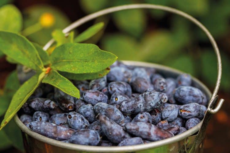 The best berries to grow in pots