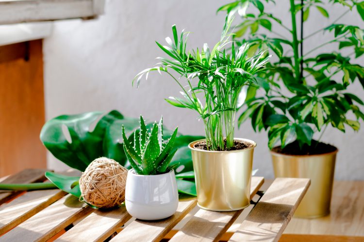 How to acclimatize your indoor plants before moving them