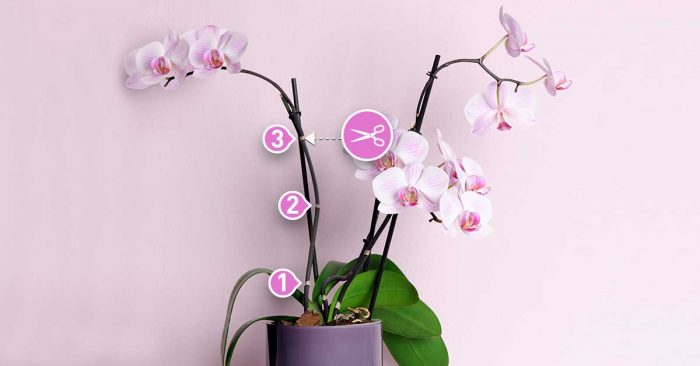 How to cut the orchid stems