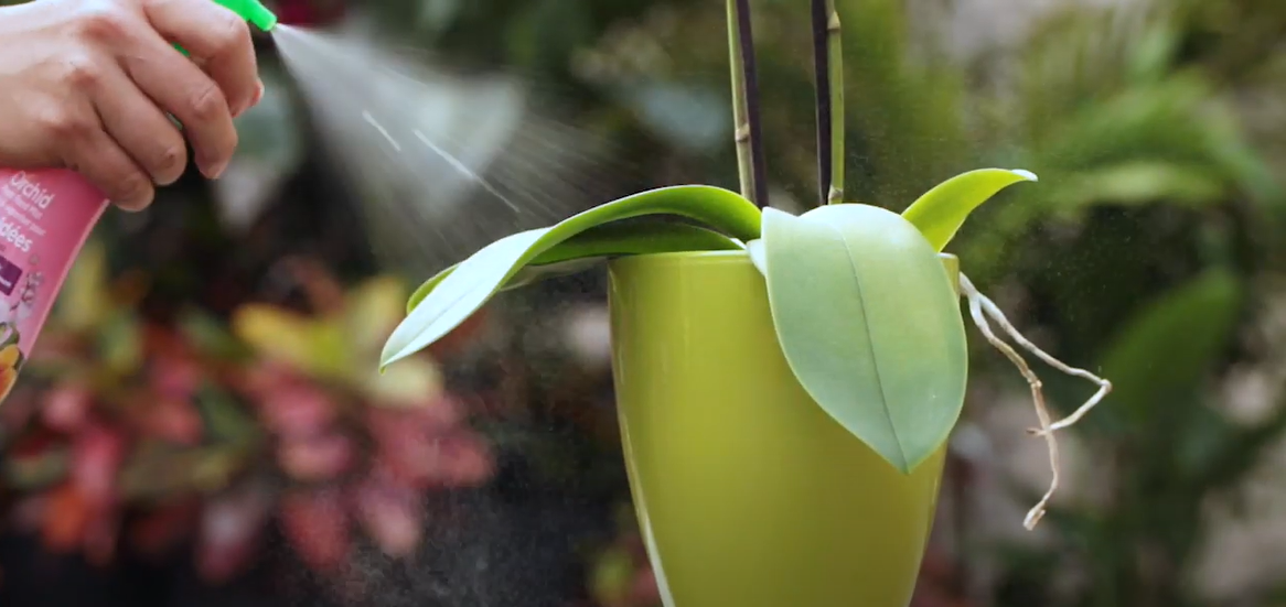 How to take care of an orchid and make it bloom again Scotts Fafard
