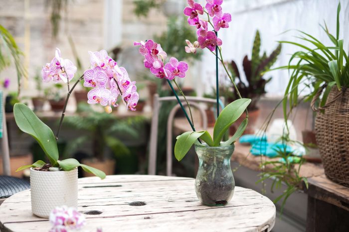Orchidées en pots dans un décor tendance