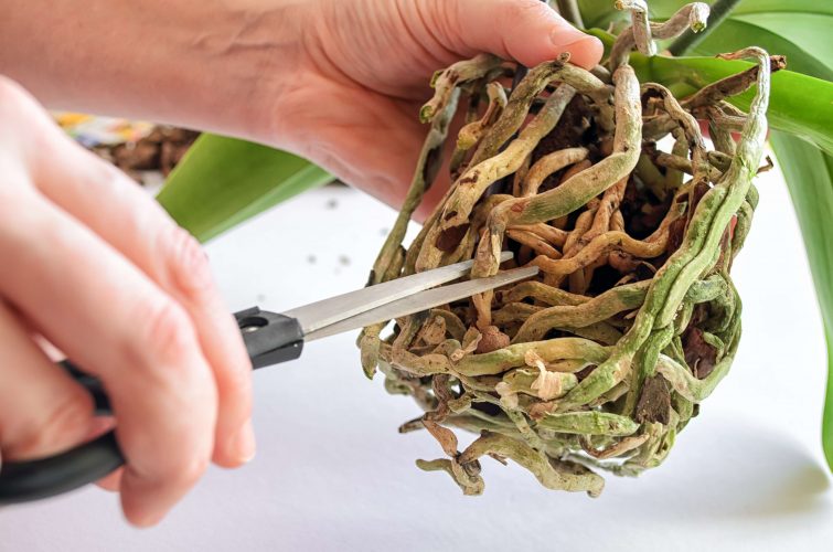 Comment bien entretenir son orchidée d'intérieur et la faire refleurir