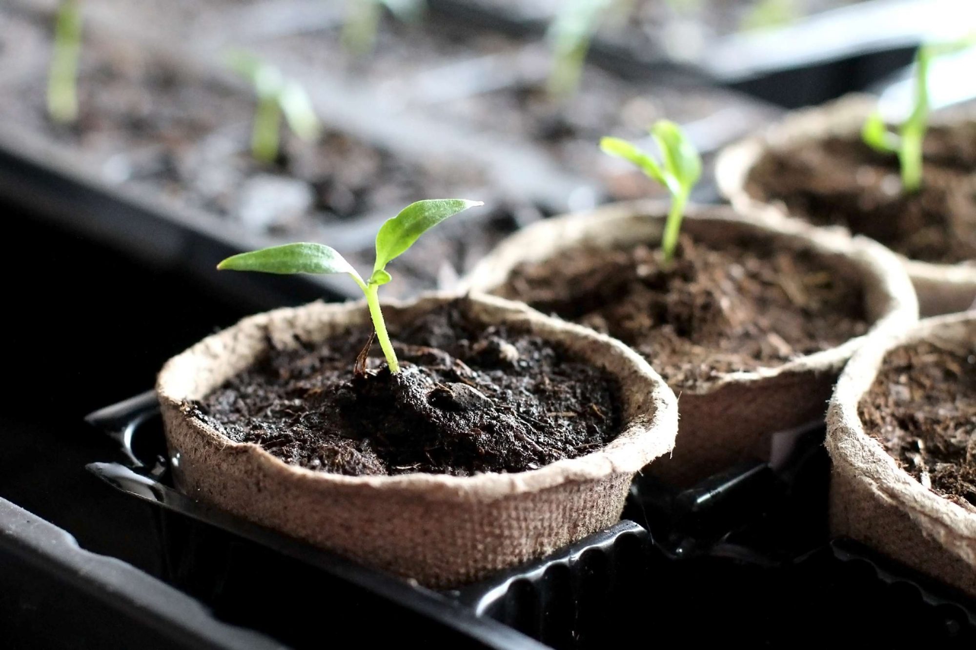 7 conseils pour bien réussir le semis de basilic en pot ou au potager