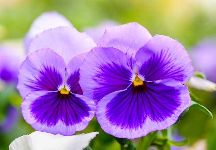 Top 6 edible flowers to grow in the garden