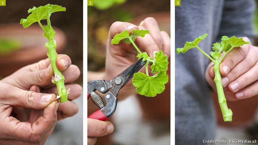 Keep your geraniums from one year to the next?