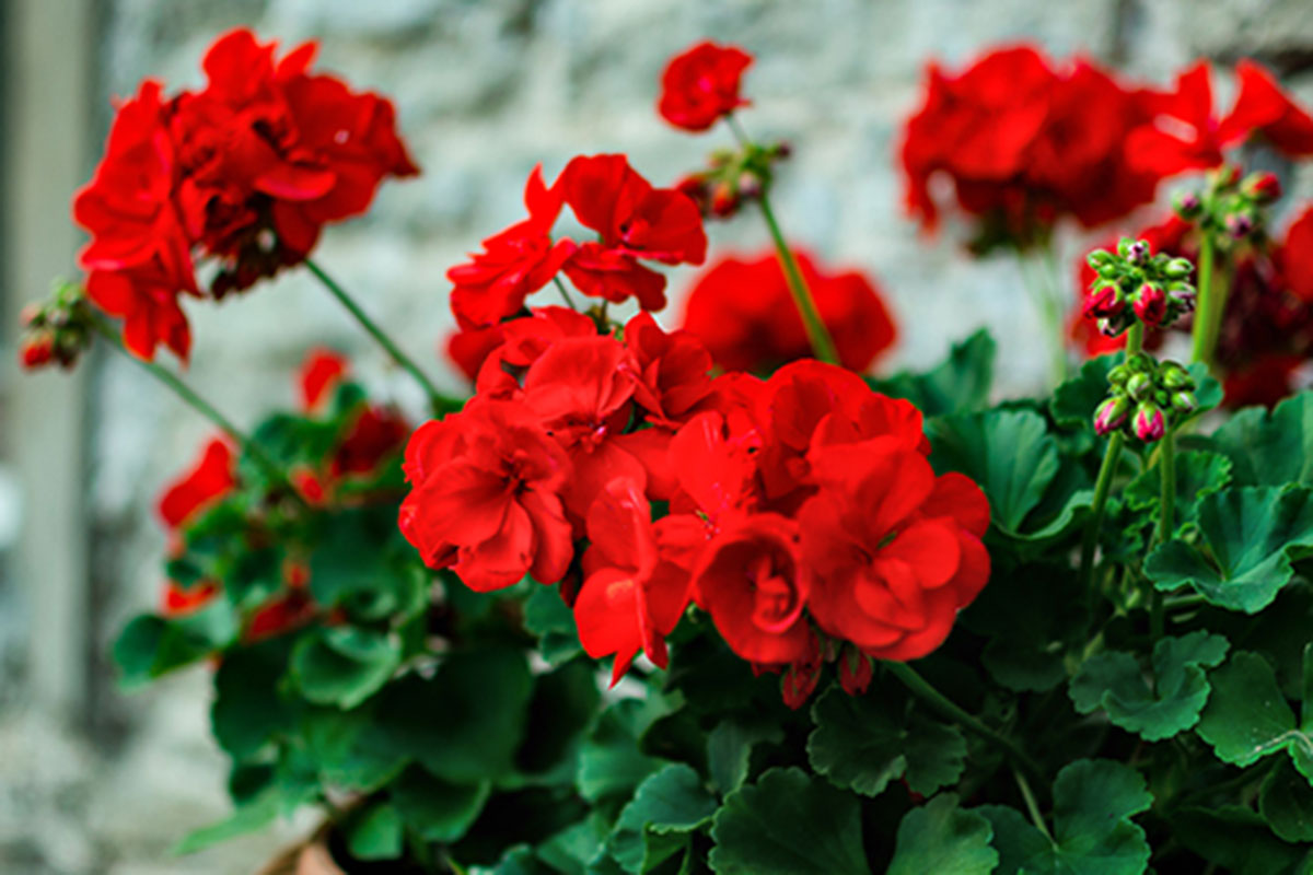How To Grow And Care For Geranium, 47% OFF | www.elevate.in