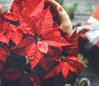 Poinsettia