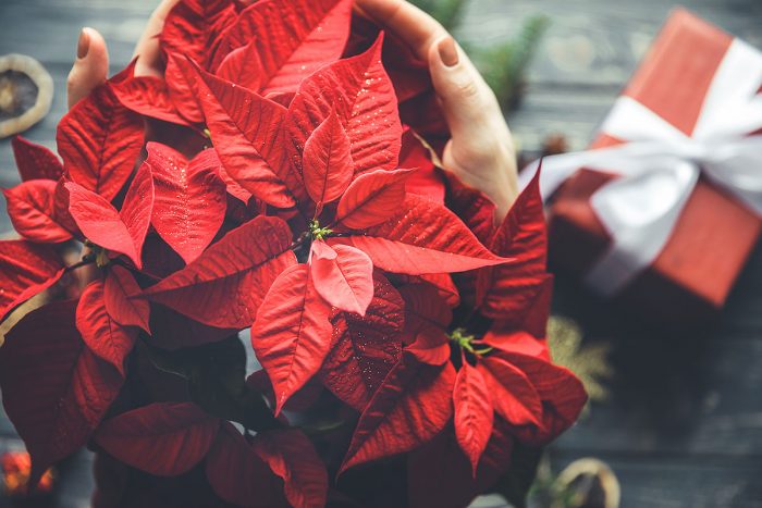 Poinsettia