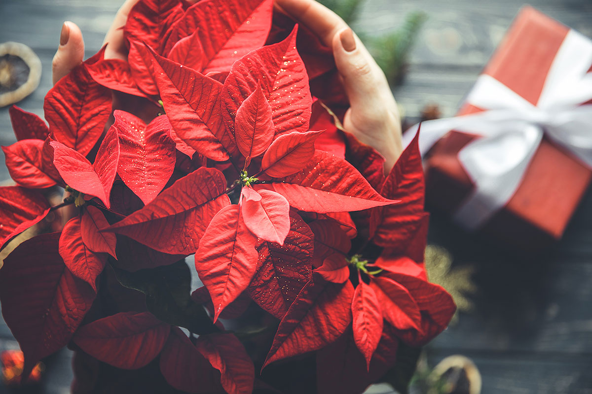 Poinsettia