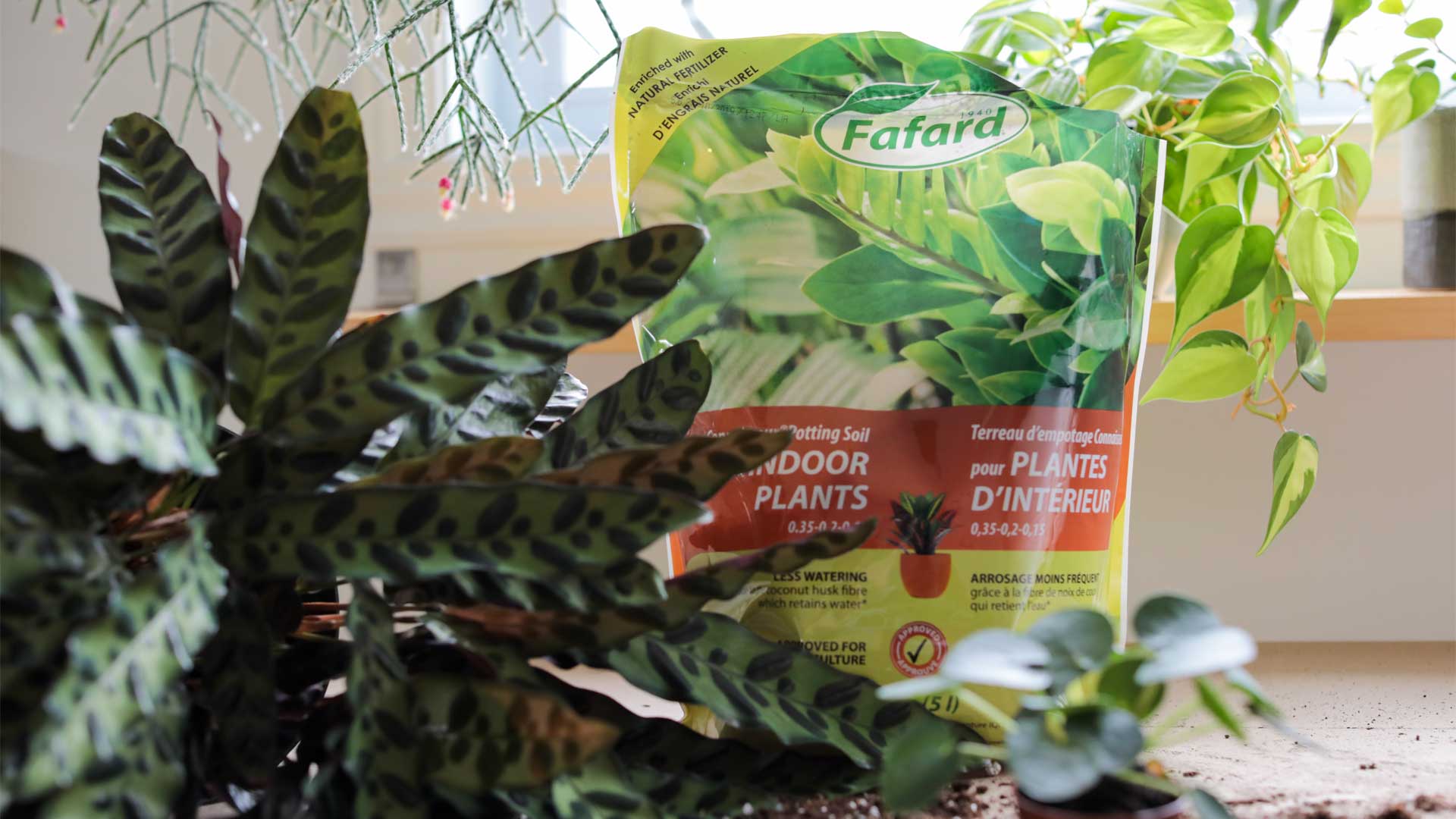 Terreau d'empotage Connaisseur® pour PLANTES D'INTÉRIEUR - Scotts Fafard