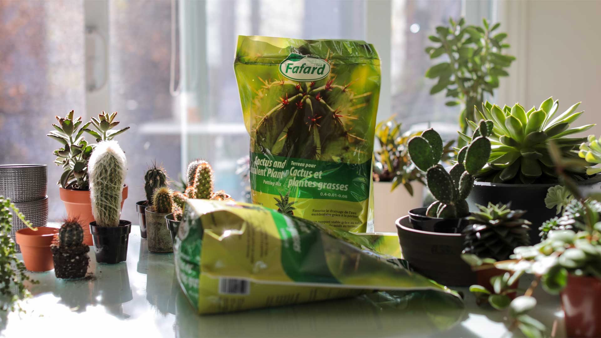 FAFARD Terreau pour cactus et plantes grasses 5 L (2 kg)