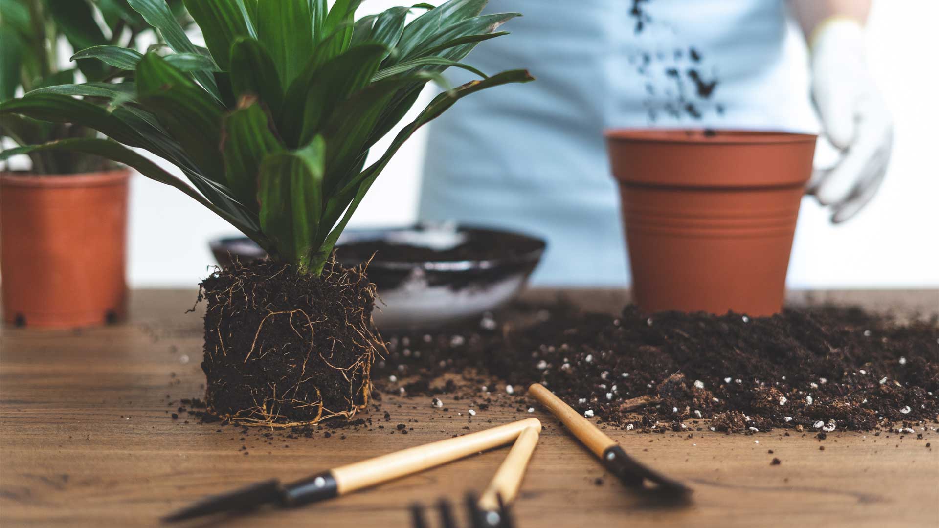 Quel terreau utiliser pour vos plantes ?