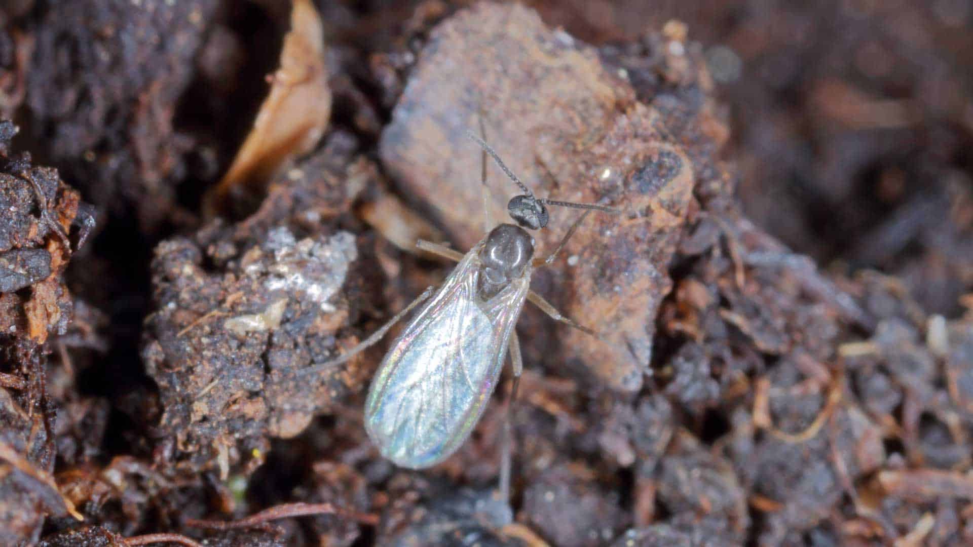 Moucherons sur les plantes vertes : 5 astuces pour les éloigner