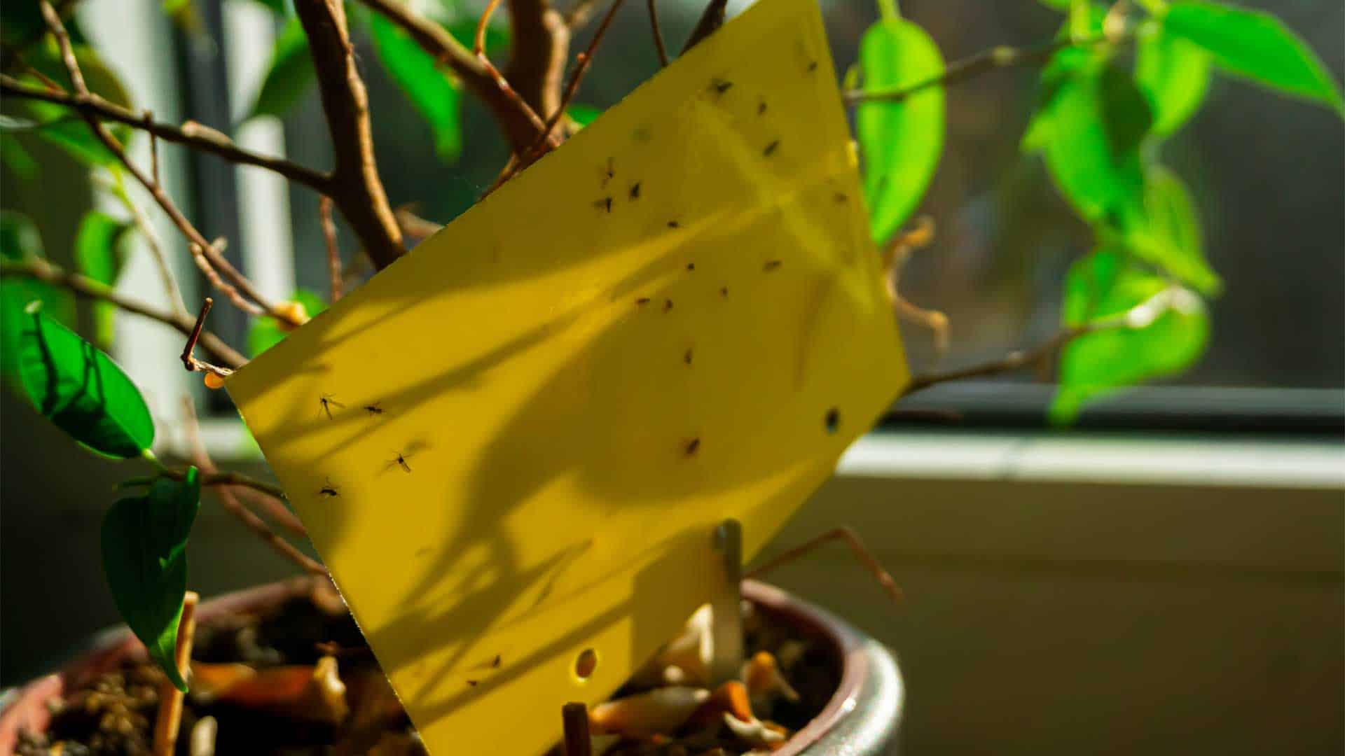 Fafard  Invasion de petites mouches des terreaux dans vos plantes