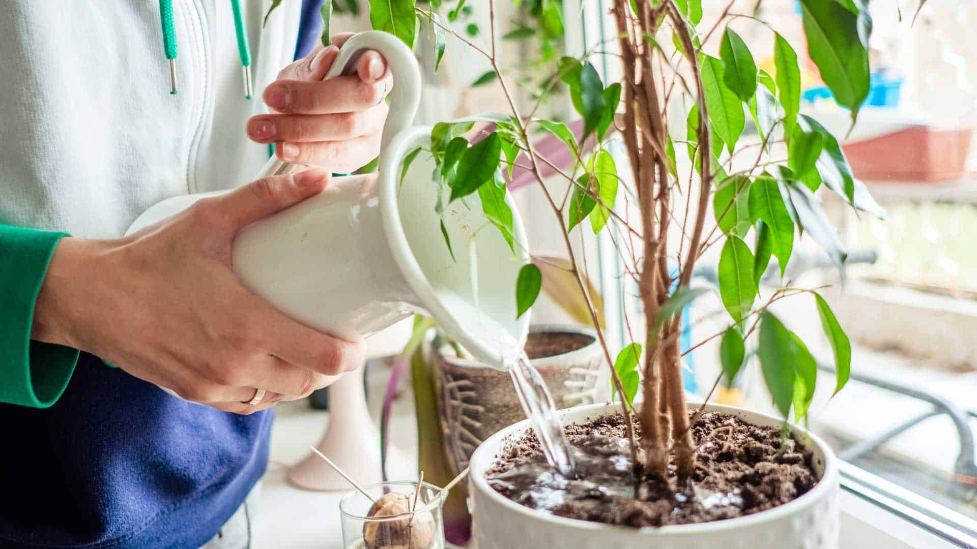 Comment se débarasser des sciarides ( les vilains moucherons de