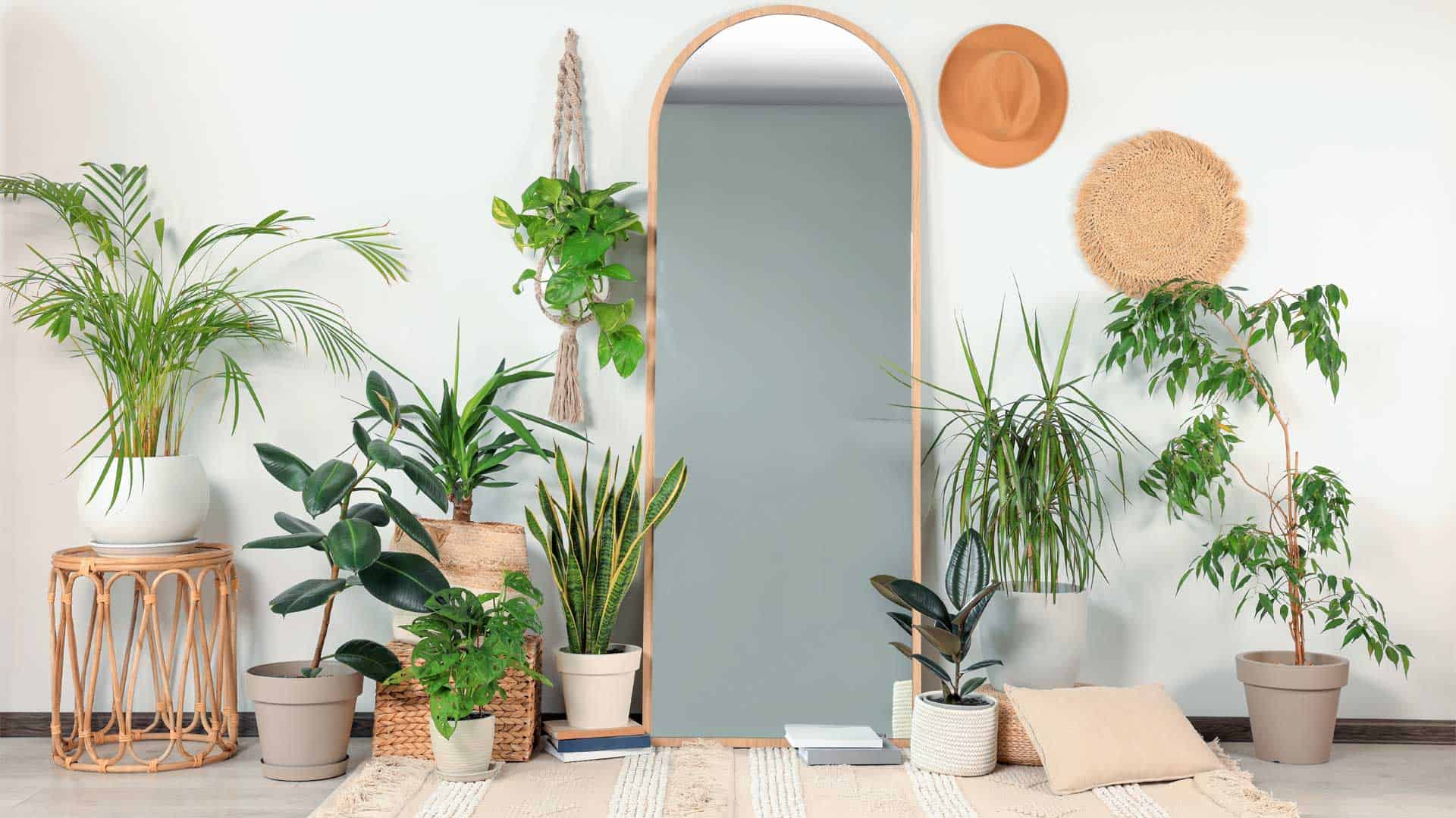 How to showcase your indoor plants in an original and trendy way