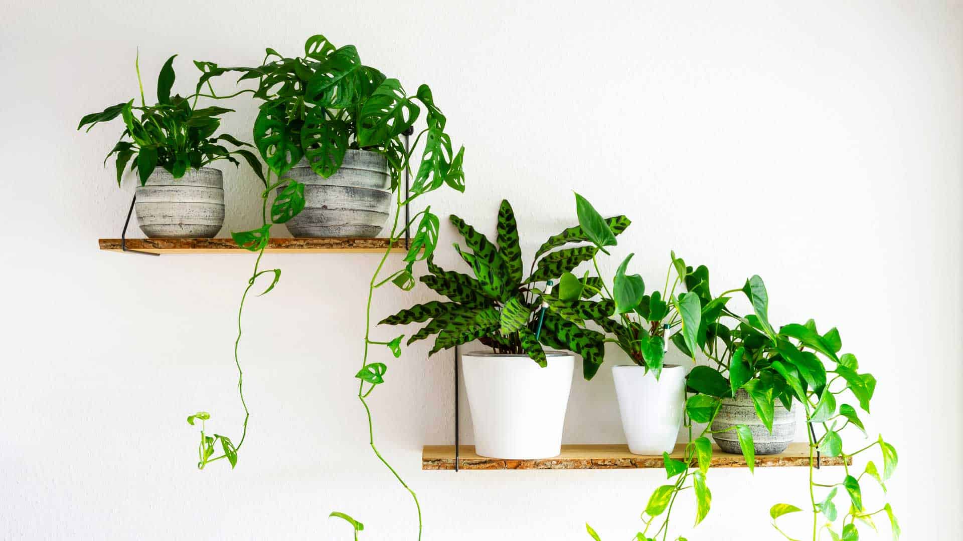 How to showcase your indoor plants in an original and trendy way