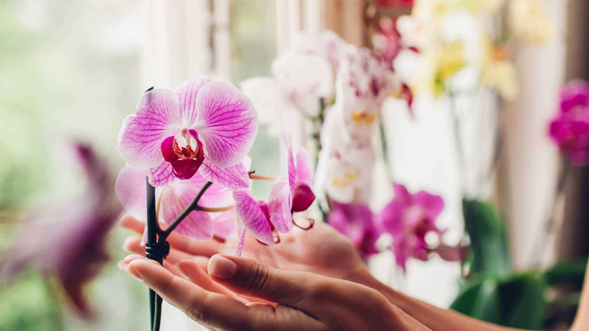 Comment faire refleurir votre orchidée - Scotts Fafard