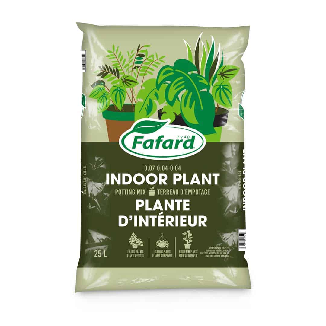 buy lavender plant online Lavender Plant main image 0
