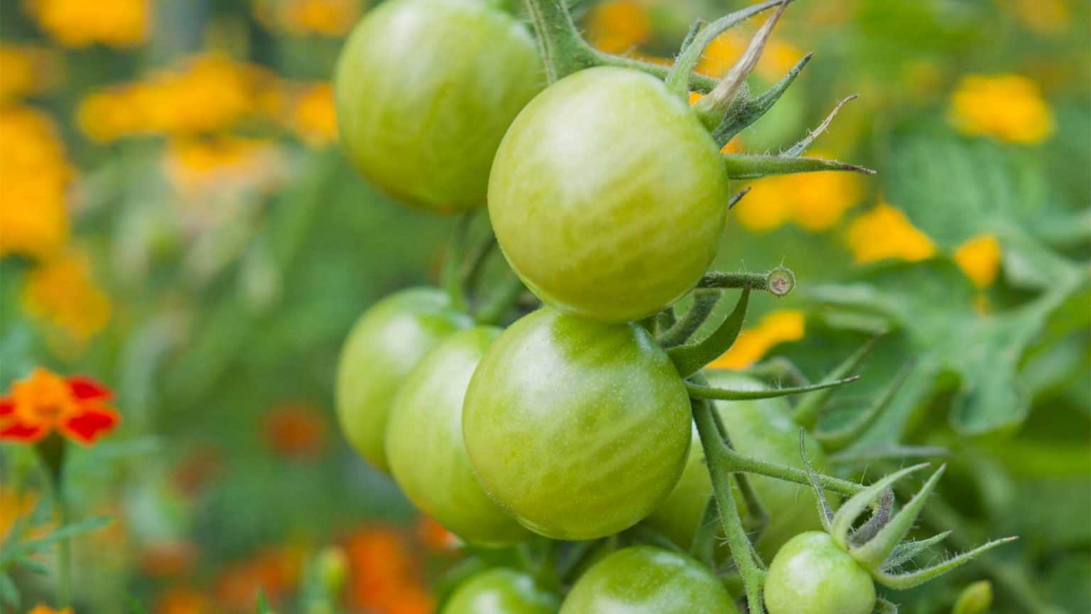 Le compagnonnage au potager pour des récoltes abondantes