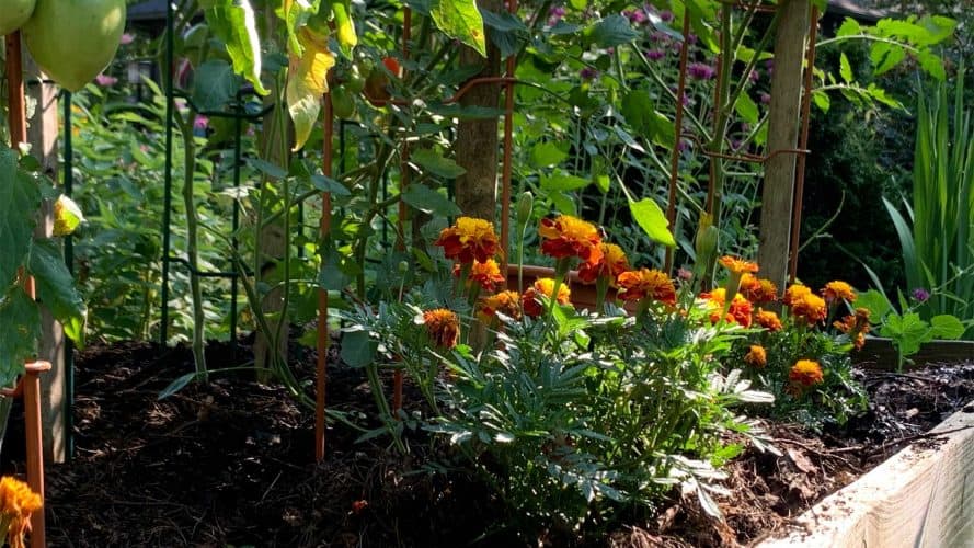 Le compagnonnage au potager pour des récoltes abondantes