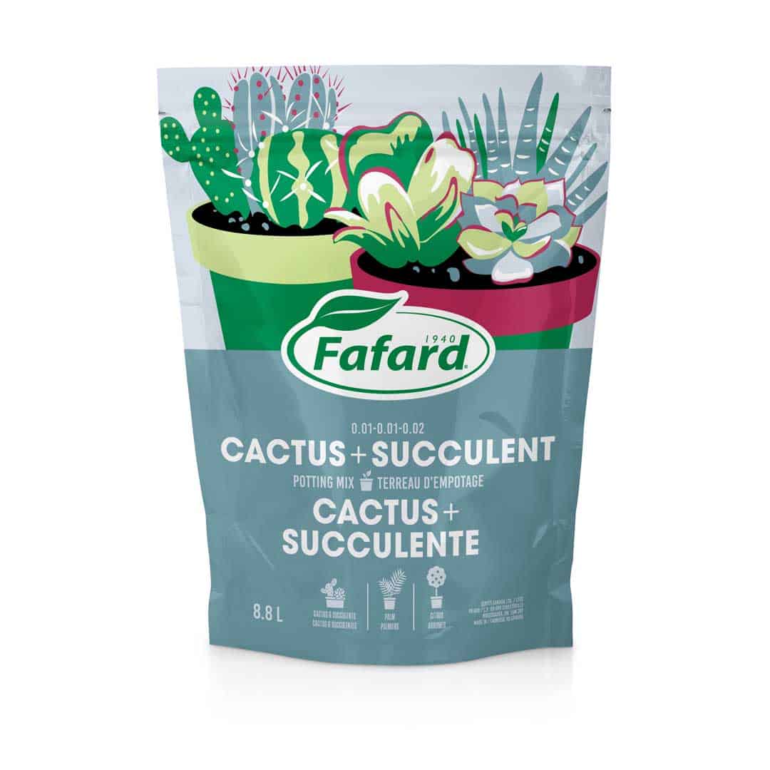 dracaeno Cintho Dracaena – Plant Detectives main image 0