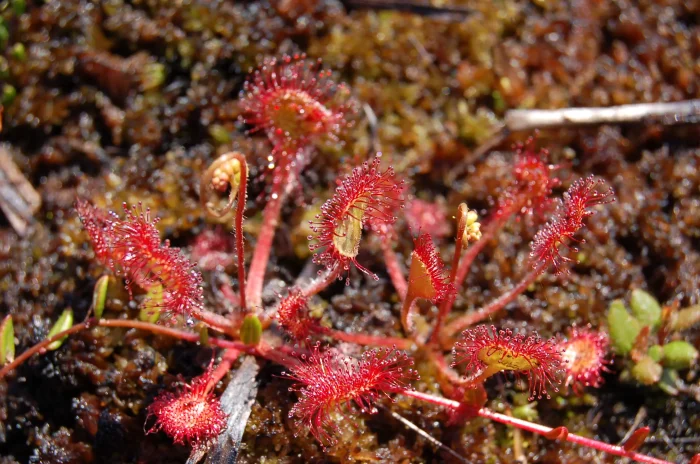 La dionée attrape-mouche est une plante carnivore qui apprécie les substrats humides à base de mousse de sphaigne