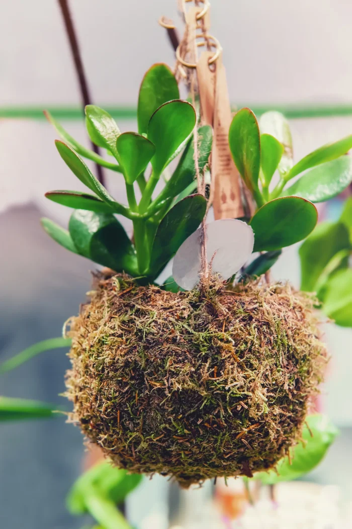 La mousse de sphaigne recouvre la motte de racines et aide à maintenir une humidité constante dans un kokedama.