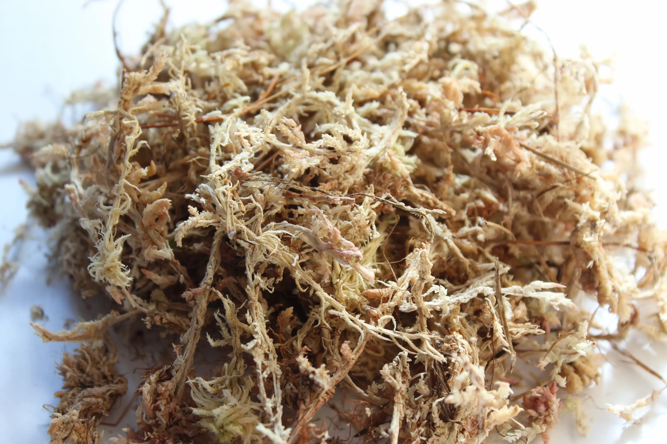 Mousse de sphaigne horticole séchée, utilisée pour le bouturage, les terrariums et les plantes tropicales.