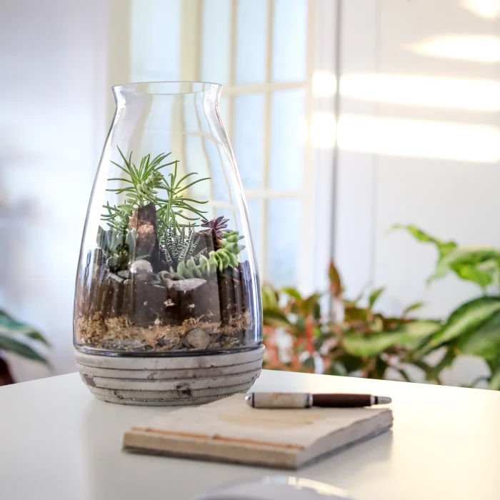 Terrarium contenant une couche de mousse de sphaigne entre le terreau et les pierres de drainage.