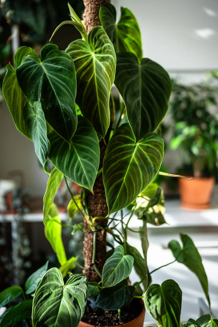 La mousse de sphaigne peut être utilisée pour remplir ou enrober un tuteur afin de maintenir l’humidité autour des racines aériennes des plantes grimpantes.
