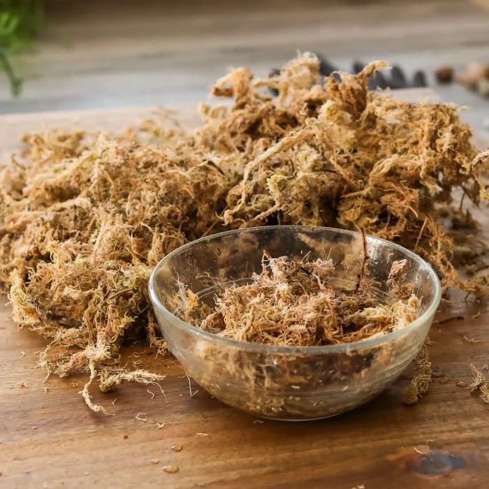 Une mousse de sphaigne bien préparée retient l’humidité tout en laissant circuler l’air autour des racines.