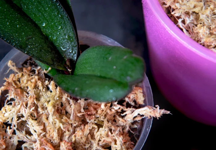 La mousse de sphaigne est appréciée pour sa capacité à retenir l’eau sans étouffer les racines des orchidées.