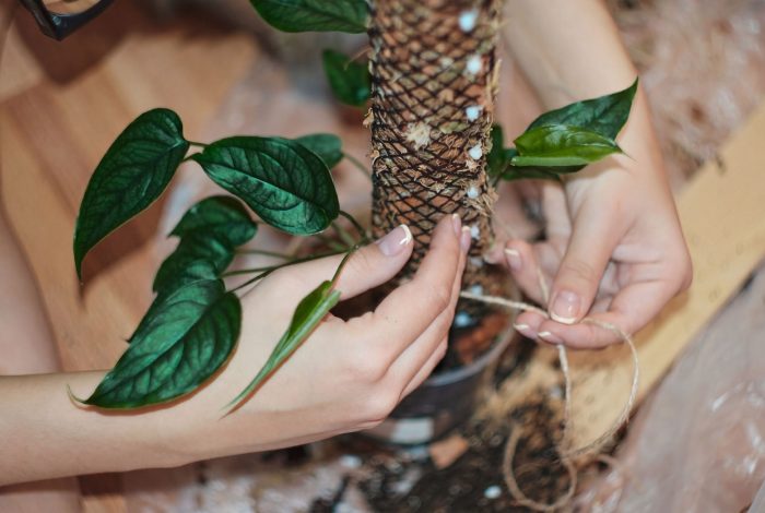 Un tuteur en mousse de sphaigne maintient l’humidité autour des racines aériennes des plantes grimpantes