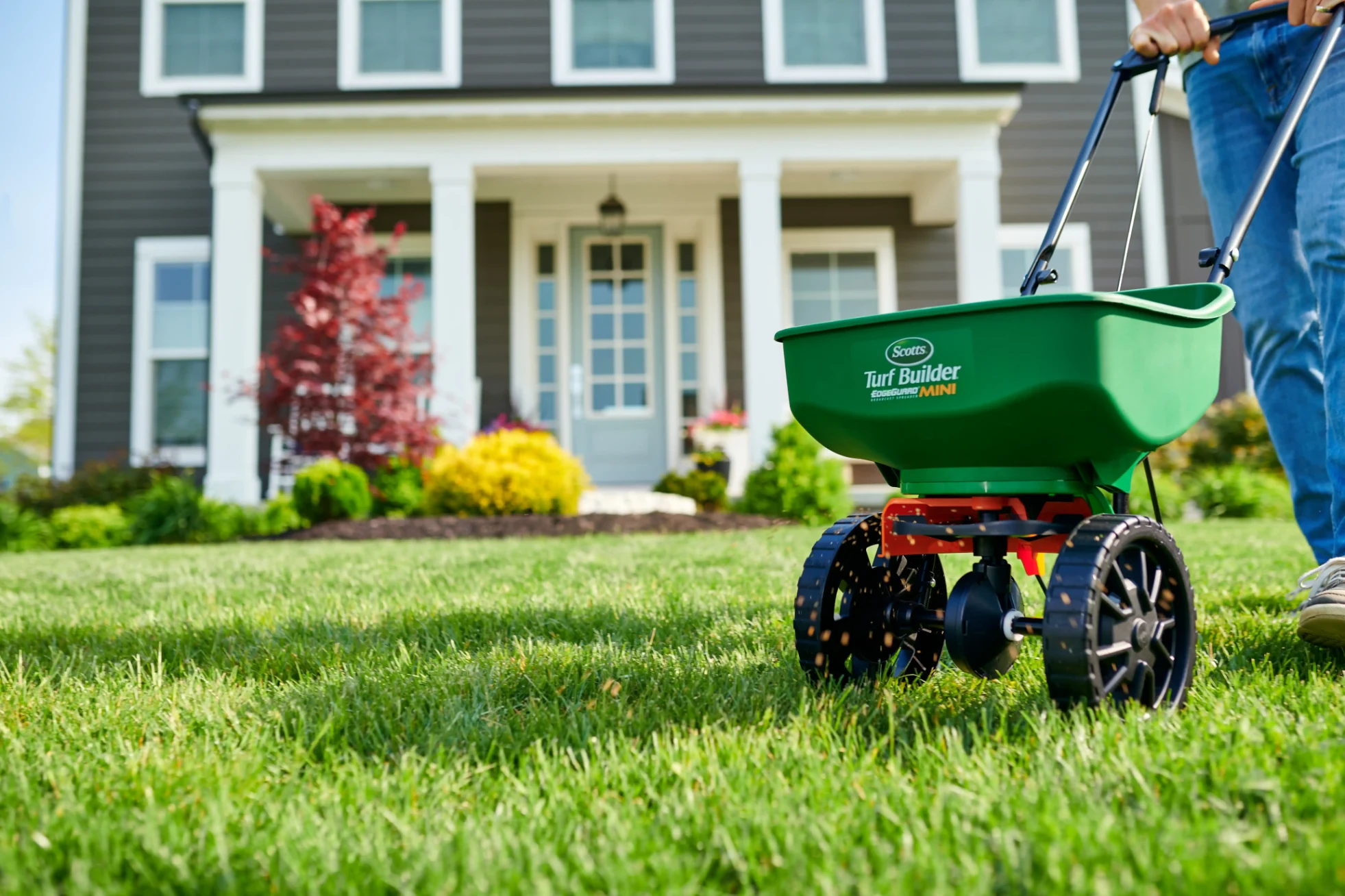 When to apply corn gluten meal lawn